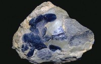 藏品(甲冑魚)的圖片